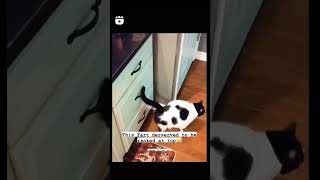 Cat Fart 😂😂😂😂 Deserves to be ranked at top.. #funnycat #funnyanimals