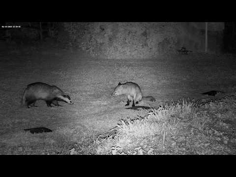 Fox tells badger he is having the rest of the peanuts!