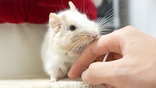デグーの手のハゲが治りません…