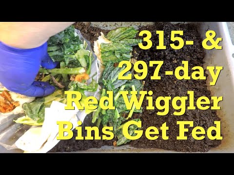 Feeding two red wiggler buddy worm bins at 315 & 297 days of age - vermicompost