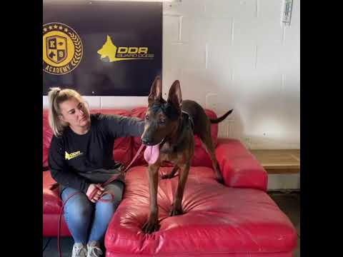 Chinese red dog home invasion training