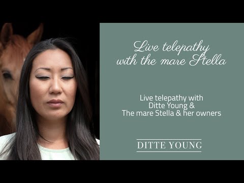 Live telepathy with Ditte Young & the mare Stella