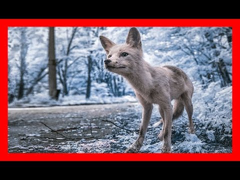 download lagu mp3 mp4 Vladimir Migutin, download lagu Vladimir Migutin gratis, unduh video klip Vladimir Migutin