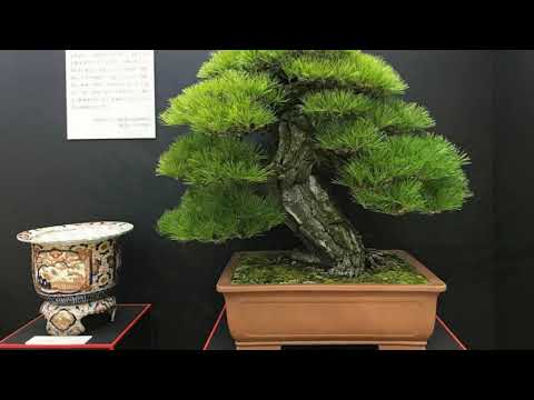 39TH NIPPON TAIKAN TEN EXHIBITION, JAPAN 2019 part 1