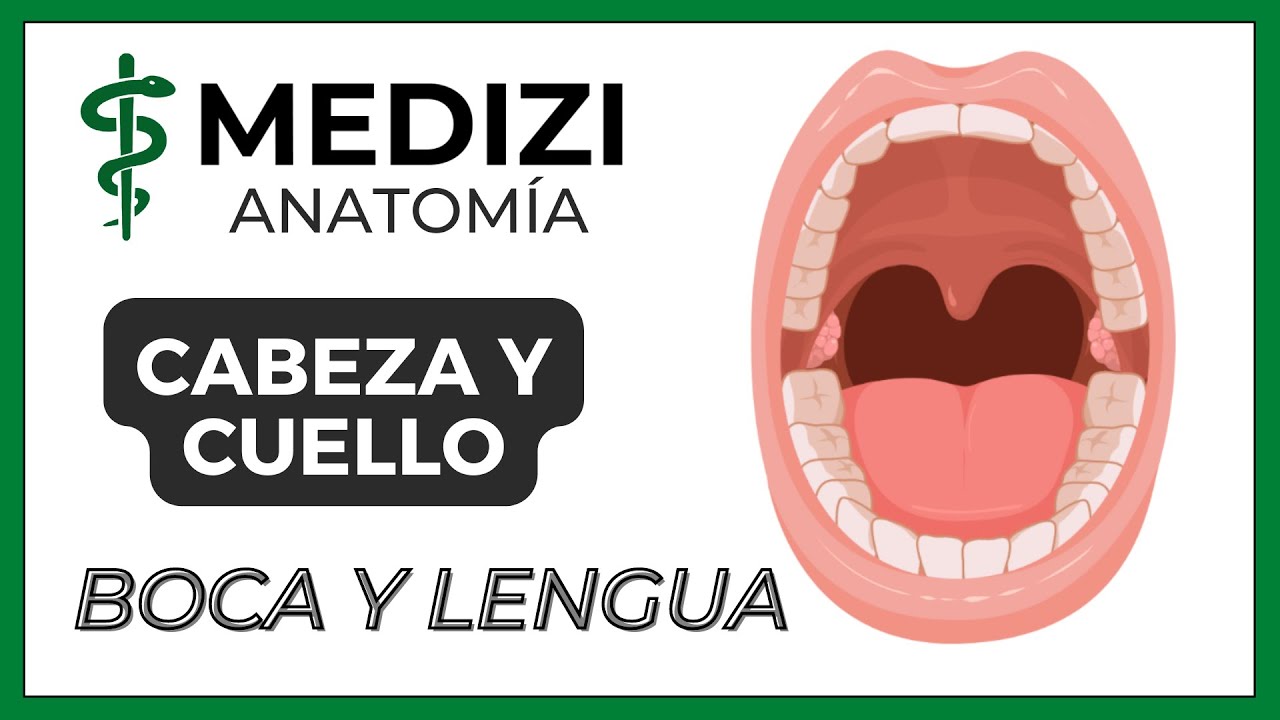 Anatomía de Cabeza y Cuello - Boca y lengua