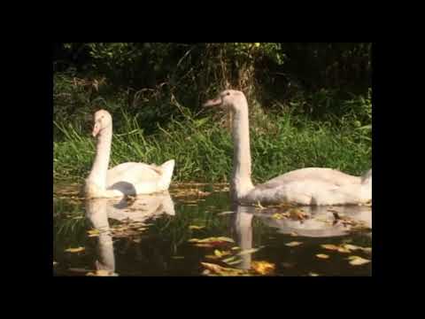 Dejte šanci Nevěstám z Moravy