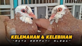 Download lagu KELEBIHAN & KEKURANGAN MERPATI MATA SLEWA‼️ mp3 Download lagu KELEBIHAN & KEKURANGAN MERPATI MATA SLEWA‼️ mp3