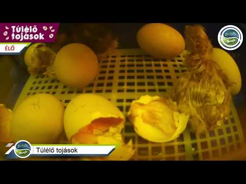 Kaparás pinworm tojásokat