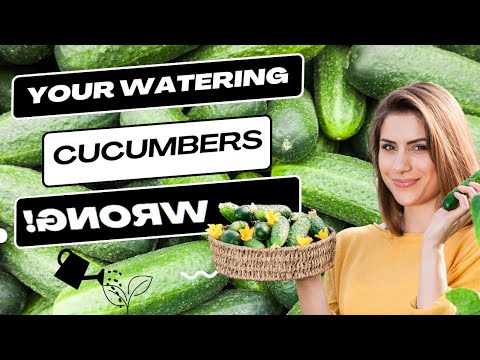 Cucumber Care 101 - How To Guide