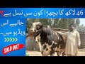 46 lakh ka bachra kon si nasal ha introduction of farooqi cattle farm ak animals tips.