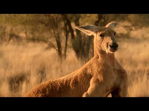 Dingo Dogs Rip a Kangaroo Who Fled Alone