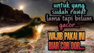 Download lagu terapi srdc biar bunyi, pancingan srdc macet bunyi, terapi srdc gemricik air , srdc bali gacor mp3
