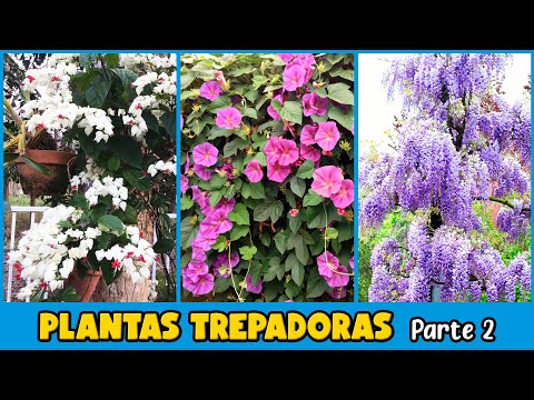 , title : '10 PLANTAS TREPADORAS con FLORES para DECORAR EL HOGAR'