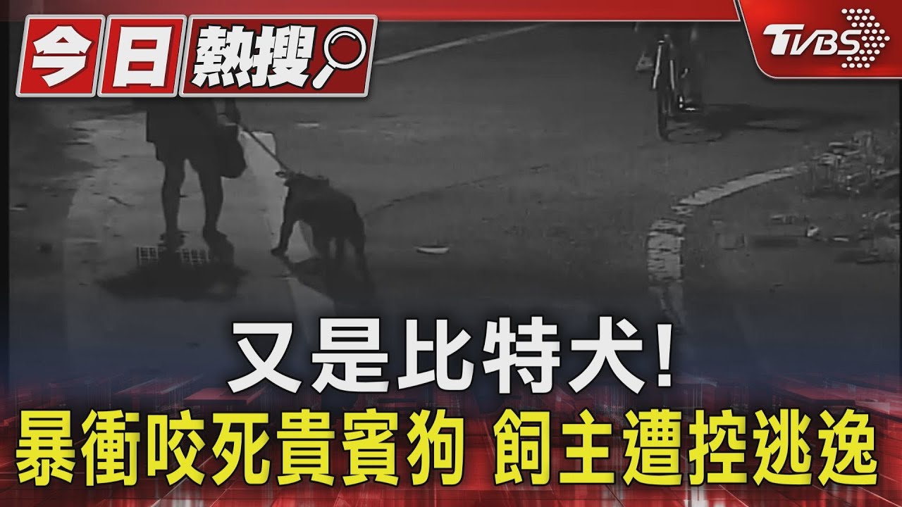 又是比特犬！暴衝咬死貴賓狗　飼主遭控逃逸