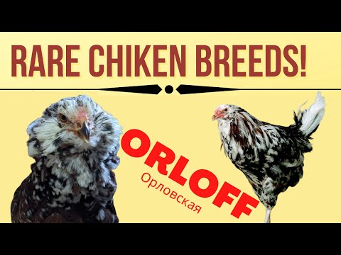, title : 'Russian Orloff Chicken| orlov a chicken from russia|Orloff Russian chicken Breed'