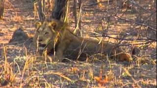 Shot To Death Trailer