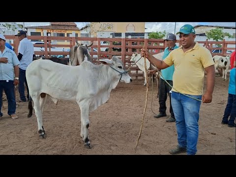 FEIRA DO GADO DE LAGOA DE PEDRAS-RN 17.011.2025