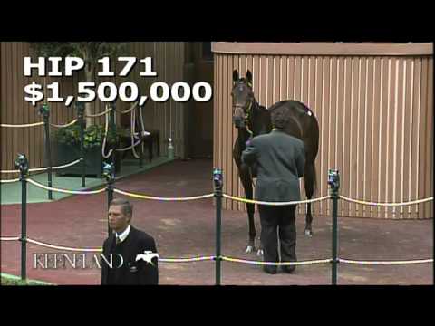 Hip 171, Lady of Shamrock - 2013 November Breeding Stock Sale