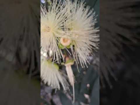 Flowers #enjoythenatureoftheworld