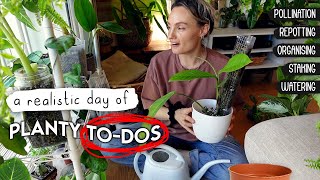 A Chilled, Chatty Day of Houseplant To-Dos 🌱 pollination, moss pole-ing, watering, repotting + MORE