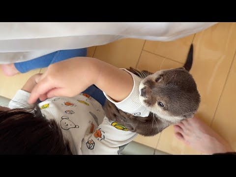 カワウソと子供のかくれんぼ！ Otter and Child Hide-and-Seek!