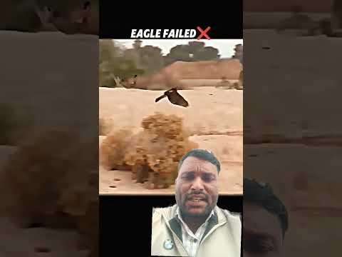 eagle 🦅 attack rabbit 😭 #military #memes #combat #animal #shorts @bdshorts4493