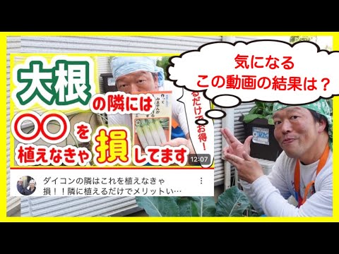 ニンジンの隣に何を植えますか?その理由は何ですか?  庭園