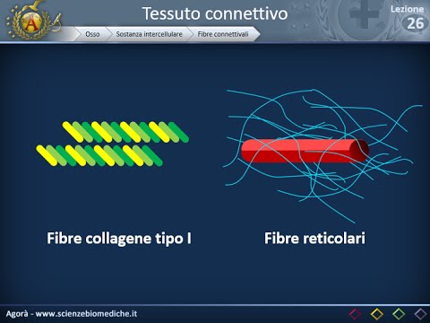 Istologia 26 - Osso - Sostanza intercellulare
