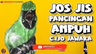 Download lagu Pancingan Ampuh Suara Burung Cucak Ijo Gacor Isian Mewah Bikin Ijo Mana Saja Cepat emosi@mackicau mp3
