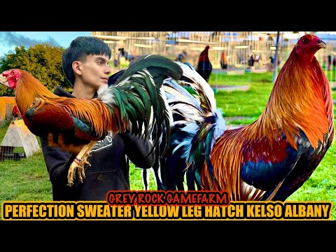 Perfection Sweater Yellow Leg Hatch Kelso Albany ~ GREY ROCK GAMEFARM