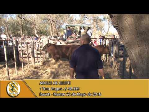 22-05-18 Venta de Toros Angus y P. Hereford - Angus de Giusti y Cabaña Los Angeles - Rauch.