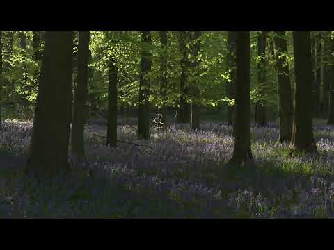 4K HDR Bluebell Woods   English Forest   Birds Singing   No Loop   Relaxing Nature Video
