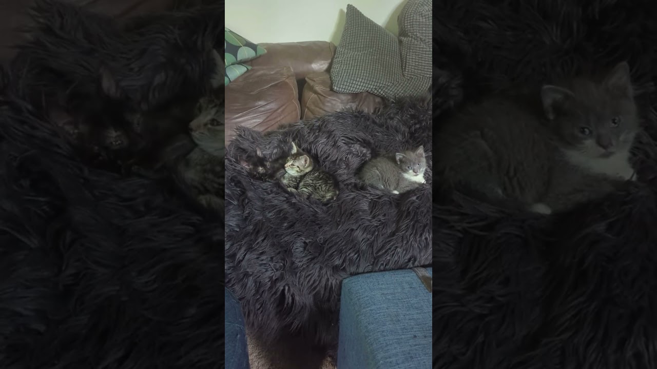 Ysabell, a Adoptable mixed breed in Hyattsville, MD video 2/6