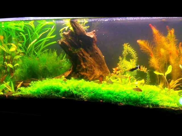 How to breed Betta fish part 1.