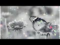 Aaj Mausam Bada Beimaan Hai Whatsapp Status New Remix Status ️