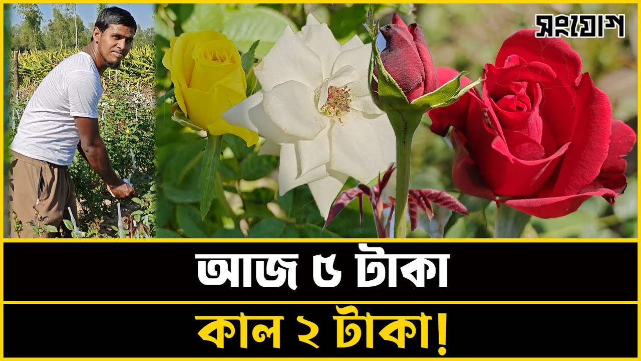 আজ ৫ টাকা, কাল ২ টাকা! বাজারের সত্য
