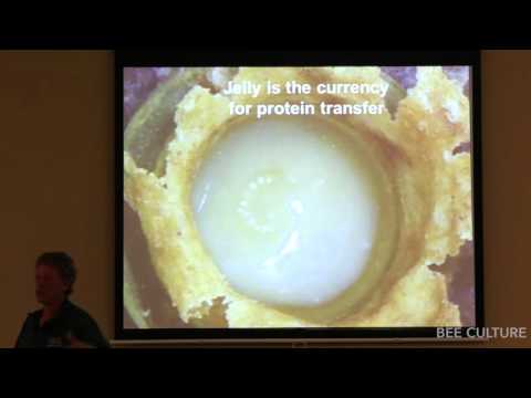 Bee Culture Education: Honeybee Nutrition - Randy Oliver - Part 1