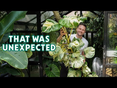 10 WEEK PROPAGATION UPDATE - Manjula Pothos after the big chop & extend