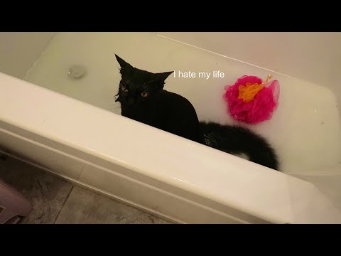 Giving my cat her first shower in years