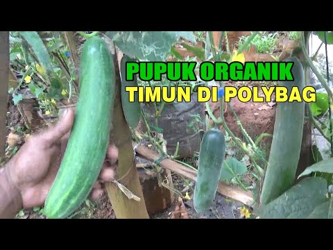 , title : 'Bahan Pupuk Organik TIMUN Polybag  Untuk Cegah Rontok Bunga/ Buah Serta Bebas Penyakit'