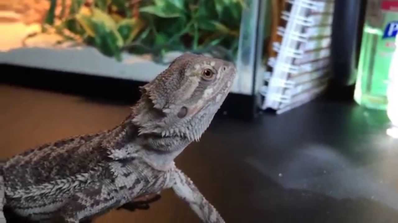 Welcome to BlazingReptiles!