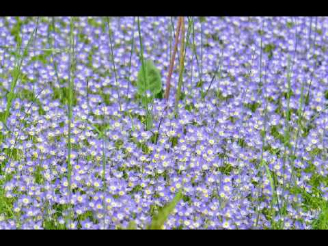 Shira Kammen - Wild Mountain Thyme (Music of Waters)