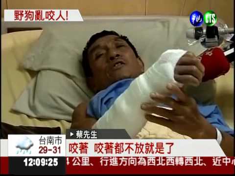 惡野狗咬傷3路人 現在還在四處竄