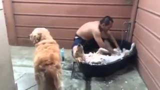 Dog enjoying a bath