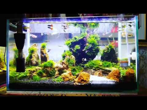 Guppy tank with simple moss aQuascape design