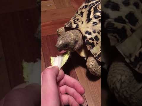 Savage Tortoise Bites Person Feeding It! 😂