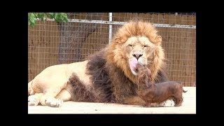 TOP 10 Extrañas Relaciones Entre Animales Que No Podrás Creer || TOP 10 VÍDEOS