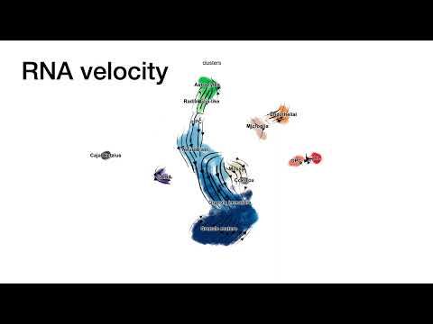 7th scanpy session - RNA velocity