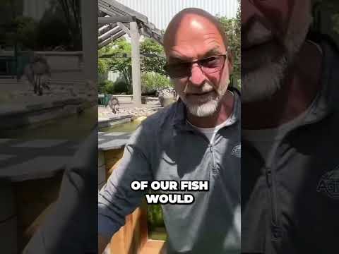 Te secrets of a properly designed Koi Window. #koi #koiwindow #pond #shorts