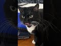 Talking To My Tuxedo Cat Cats Funnycats Cutecats